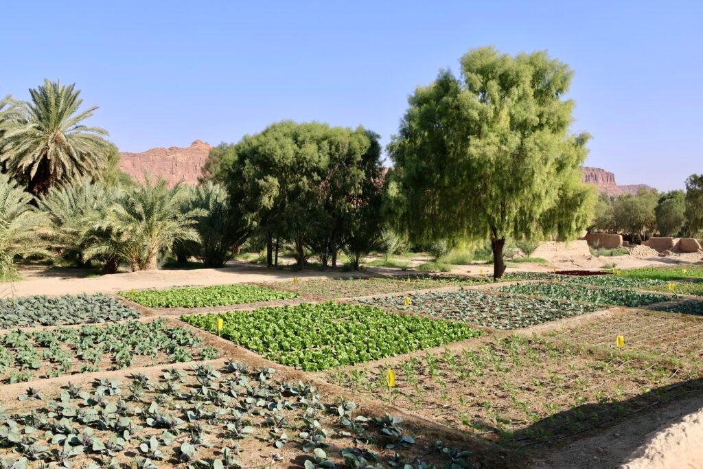 saoedi arabië 2025 11 08 (122)